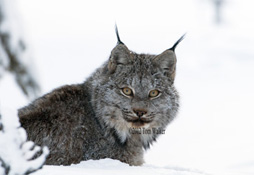 Lynx