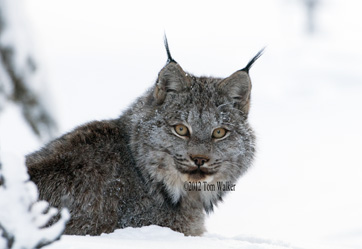 Welcome to Tom Walker Photography: Alaska Wildlife