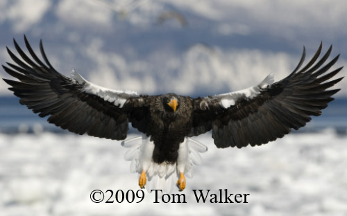 Tom Walker Photography