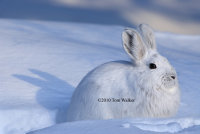 Snowshoe Hare, fresh snow, Alaska.
