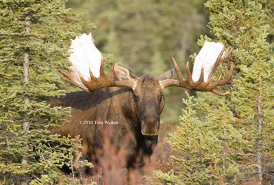 Alaska/Yukon Bull Moose