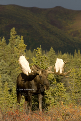 Bull Moose Afternoon