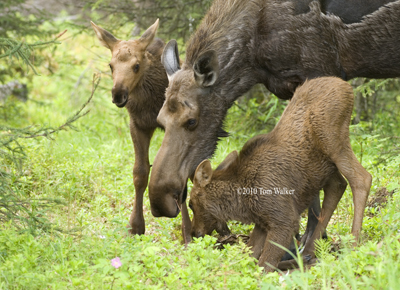 Spring moose calves