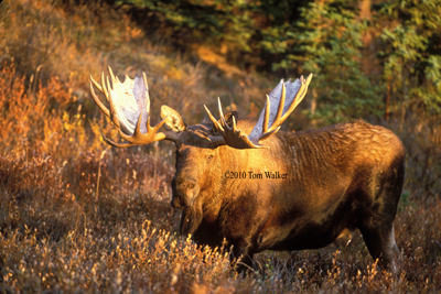 Bull Moose-The Challenger