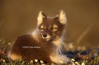 Arctic Fox, Midnight Sun
