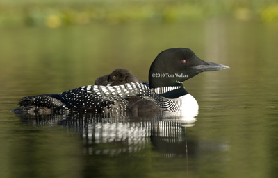 Loon with Chicks