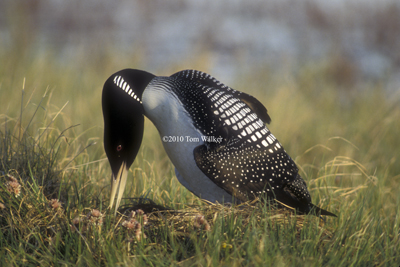 Yellow-Billed Loon tends Eggs