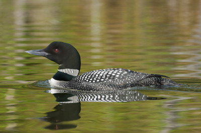 Alaska Loons Photography