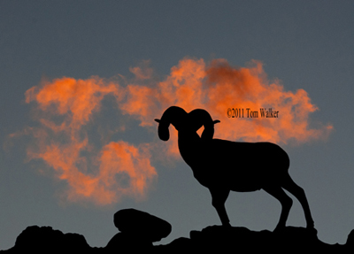Dall Sheep Sunset,#354