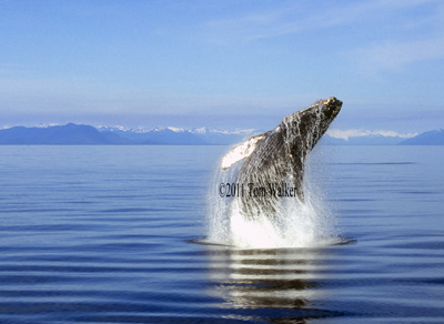 Humpback Whale Breach, Alaska #927