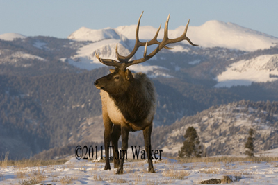 Winter Bull Elk, Wyoming