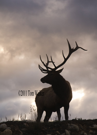 Bull Elk, Dawn, Alberta Canada