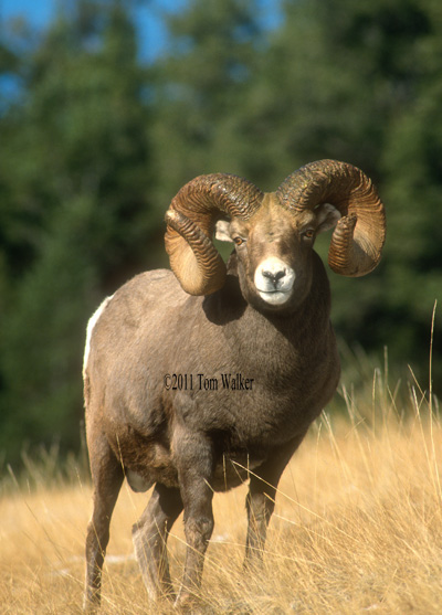 Bighorn Sheep, Ram, Autumn, Canada