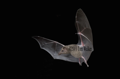 Bat, Night-flyer, Arizona