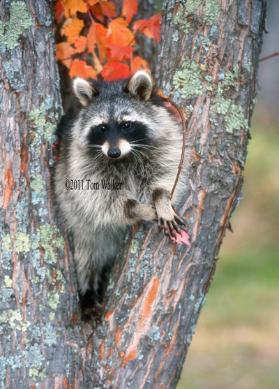 Raccoon, Autumn