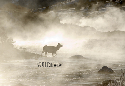 Cow Elk, Winter Fog, Wyoming