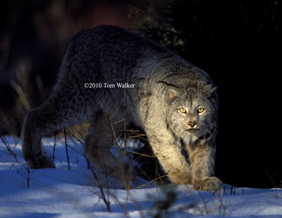 Lynx in Shadows