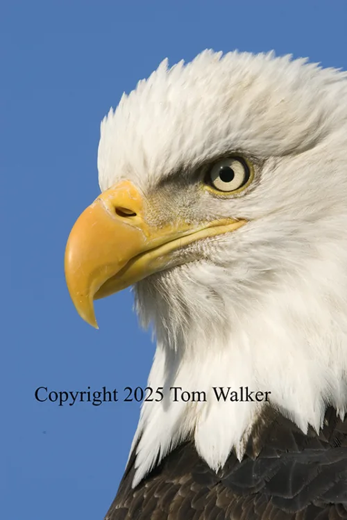 Bald Eagle Portrait