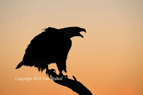 Bald Eagle Sunrise