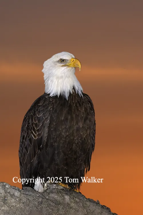 Bald Eagle Sunset