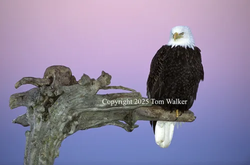 Bald Eagle Pre-dawn Alaska