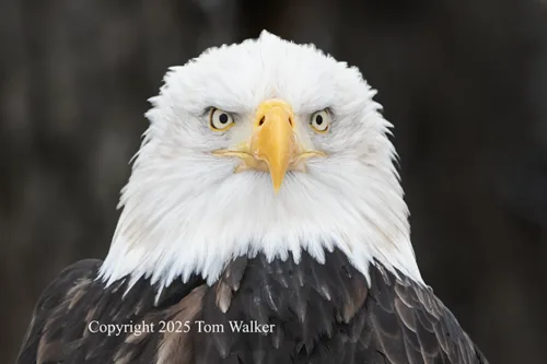 Bald Eagle Stare