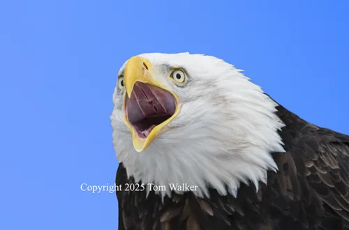 Bald Eagle Cry