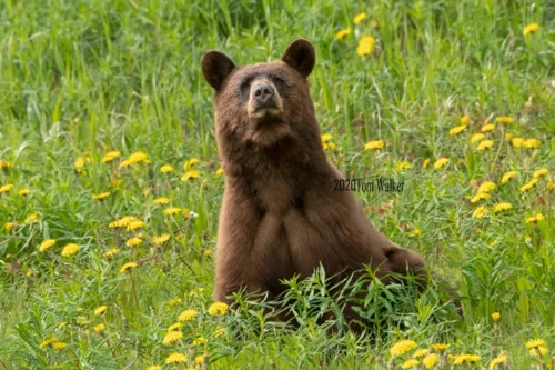 Alaska Cinnamon Bear