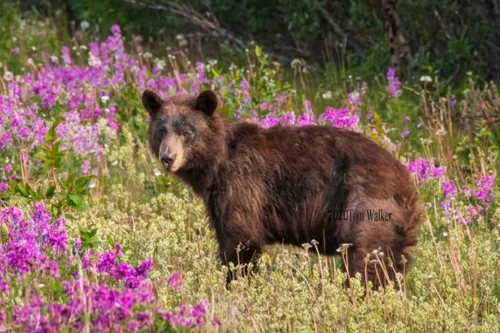 Cinnamon Bear, Alaska