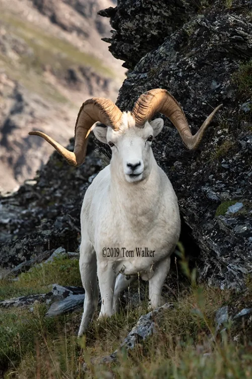 Dall Sheep Ram, Full Curl