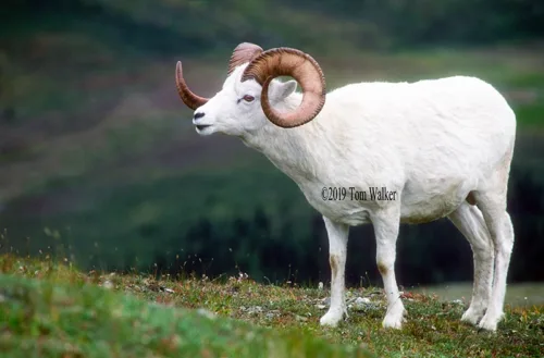 Alaska Dall Sheep