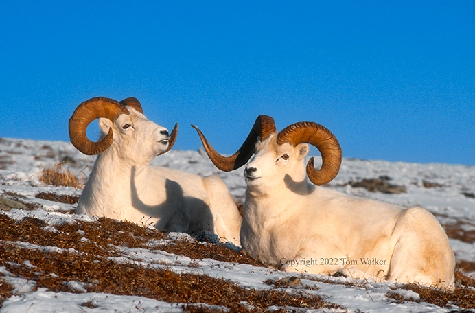 Alaska Dall Sheep Rams