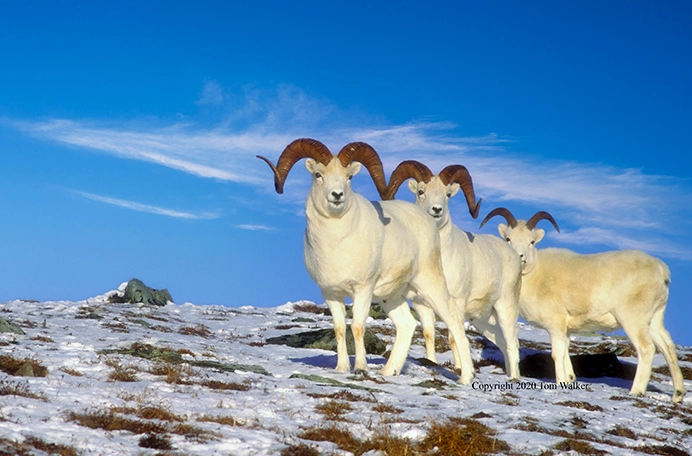 Dall Sheep Ram Trio