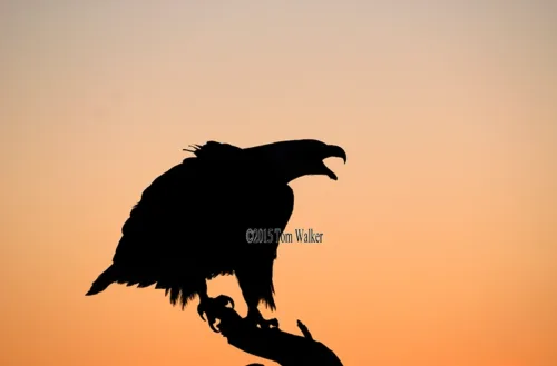 Bald Eagle at Dawn