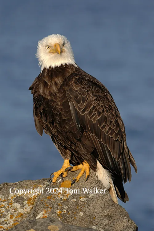 Bald Eagle Portrait