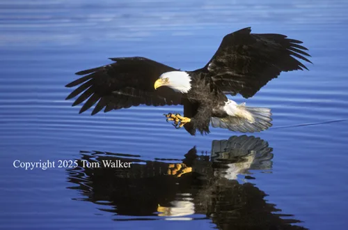 Bald Eagle Fishing