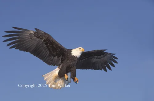 Bald Eagle Flight