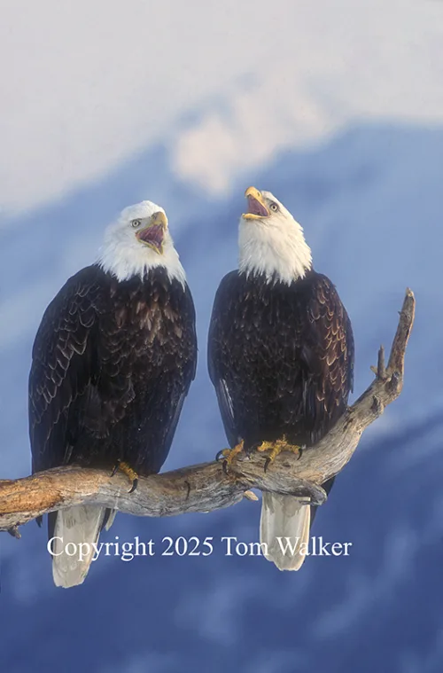 Bald Eagle Pair