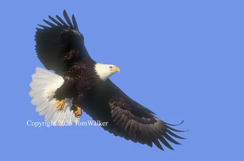 Bald Eagle Flight