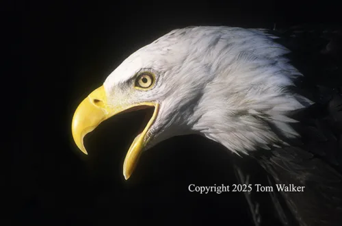 Bald Eagle Shadows