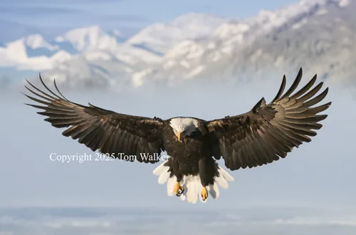 Bald Eagle Landing