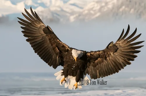 Alaska Bald Eagle photograph
