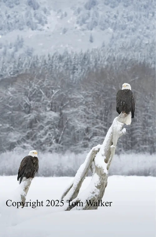 Eagle in winter