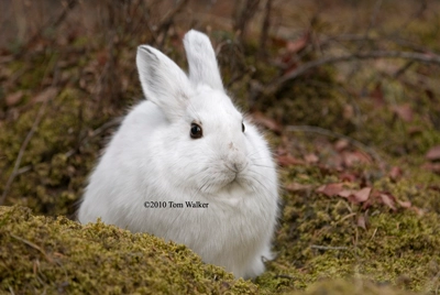 Snowshoe Hare Spring