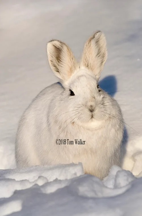 Winter Hare Alaska