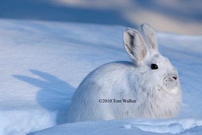 Snowshoe Varying Hare