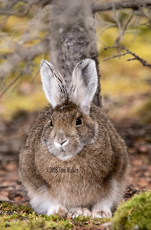 Snowshoe Hare Autumn