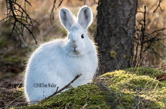 Snowshoe Hare, Alaska