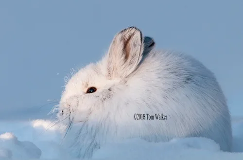Snowshoe Hare Winter