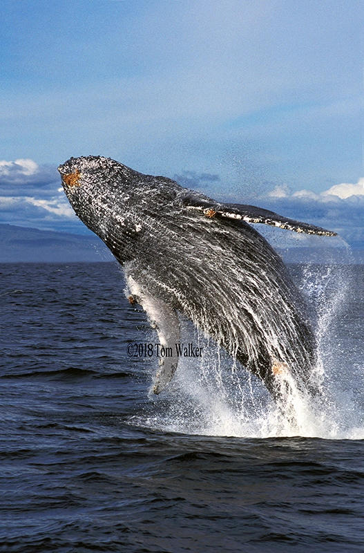 Humpback Whale Southeast